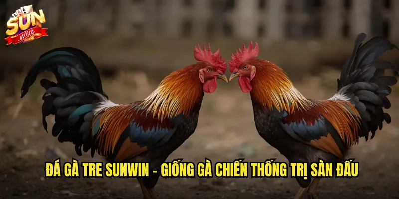 Đá gà tre sunwin - Giống gà chiến thống trị sàn đấu