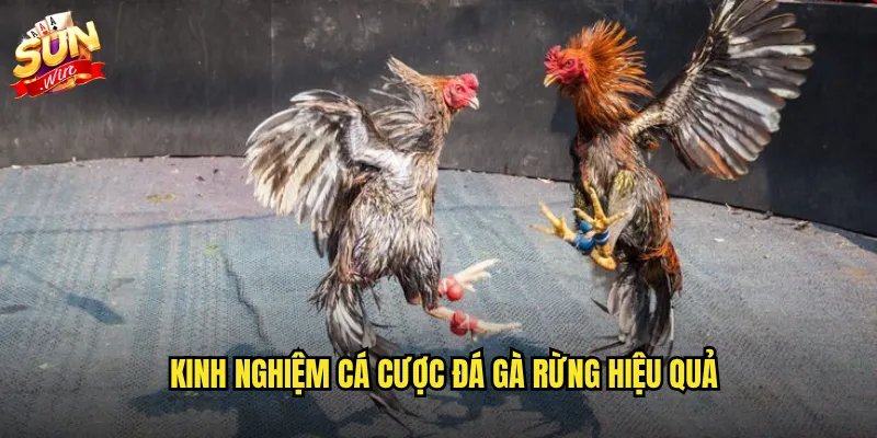 Kinh nghiệm cá cược đá gà rừng hiệu quả